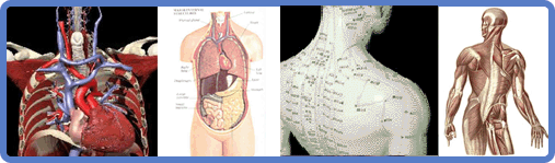 Anatomy and Physiology